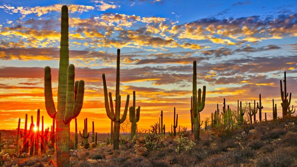 Plants of the Sonoran Desert - Be Outdoors Arizona